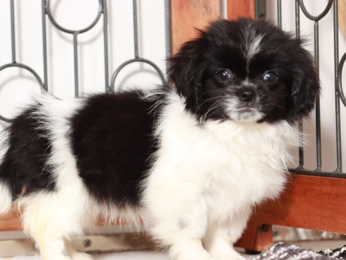 Hearts - Fun female Shih Tzu Puppy For Sale