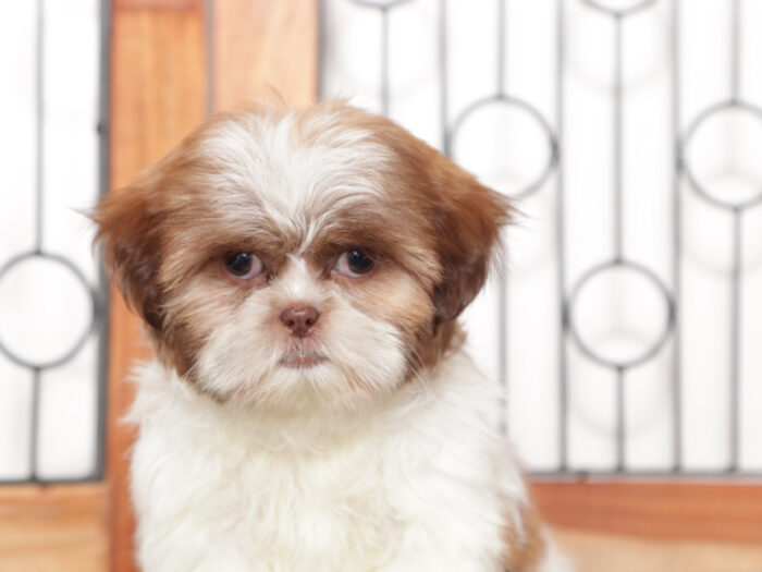Hearts - Fun female ACA Shih Tzu Puppy - Image 2