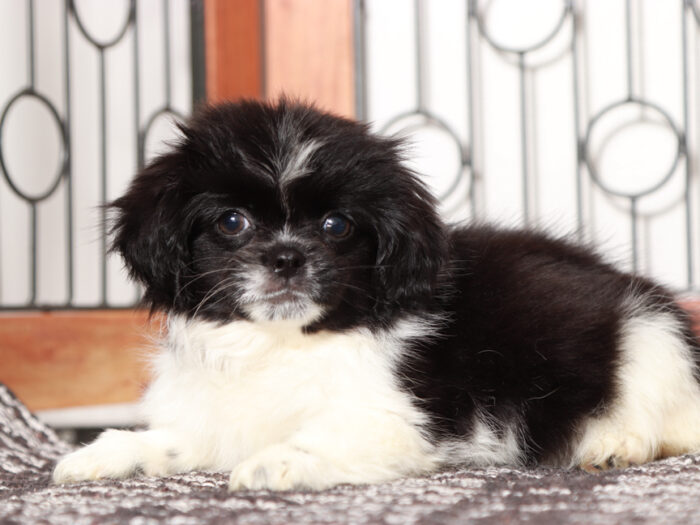 Hearts - Fun female Shih Tzu Puppy For Sale - Image 2