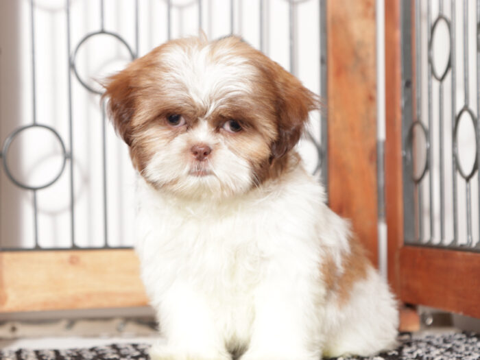Hearts - Fun female ACA Shih Tzu Puppy - Image 3