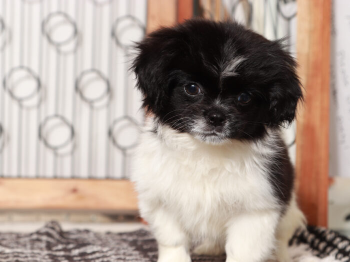 Hearts - Fun female Shih Tzu Puppy For Sale - Image 3