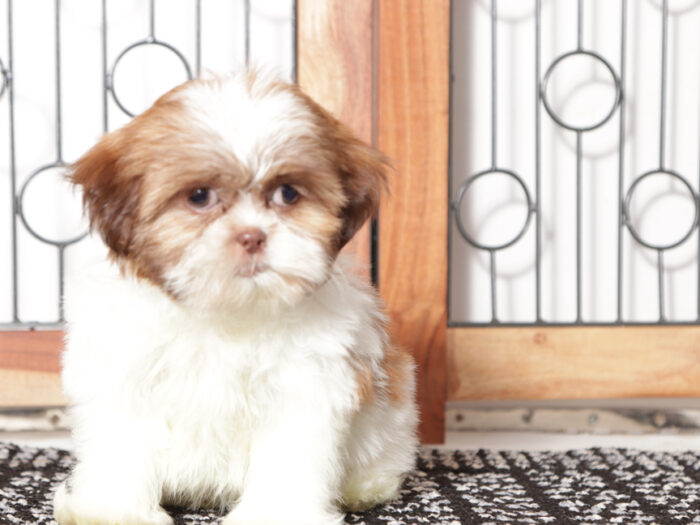 Hearts - Fun female ACA Shih Tzu Puppy - Image 4