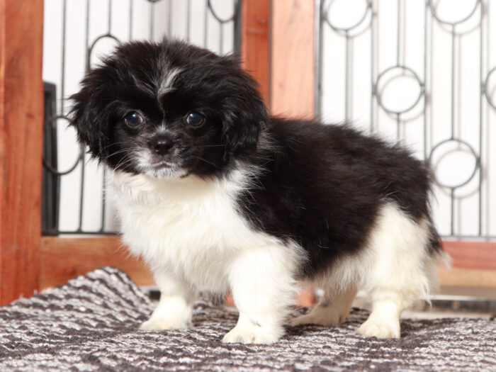 Shih Tzu Puppy