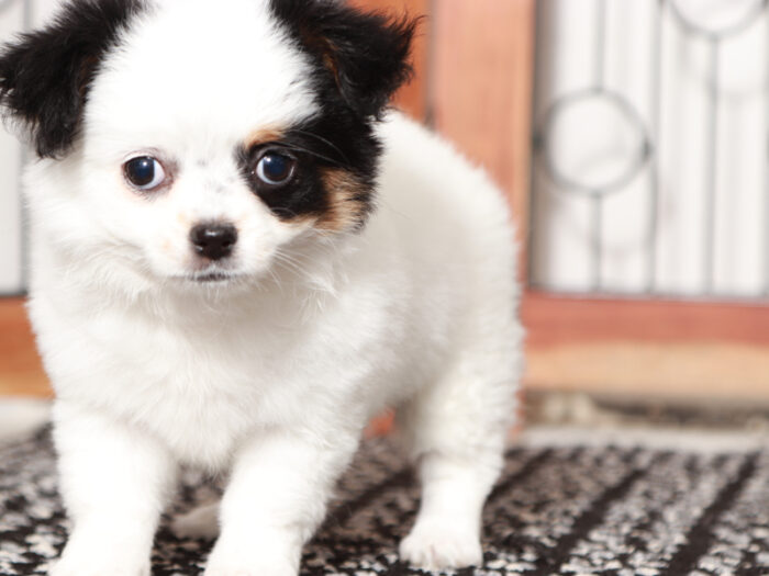 Heaven- Pretty Little Female Chihuahua Puppy