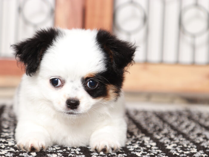 Heaven- Pretty Little Female Chihuahua Puppy - Image 2