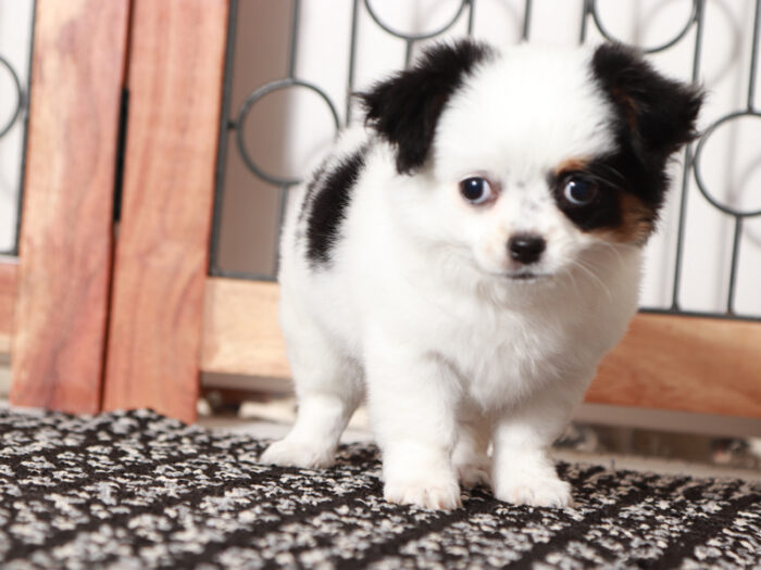 Heaven- Pretty Little Female Chihuahua Puppy - Image 3
