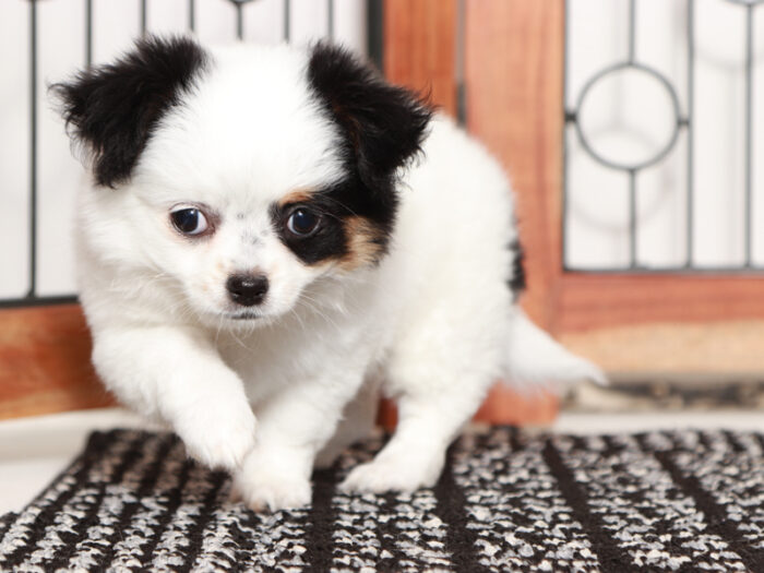 Heaven- Pretty Little Female Chihuahua Puppy - Image 4