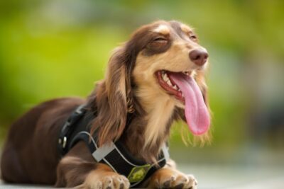 Long Haired Dachshund smiling