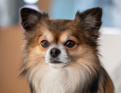 Unveiling the Charm of Long Haired Chihuahua: A Comprehensive Guide in 2024
