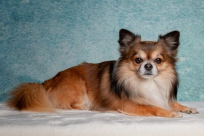 White and Brown Long Haired Chihuahua posing 