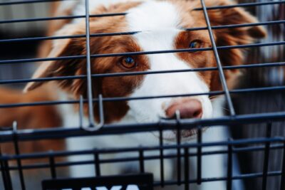 Dog in a cage