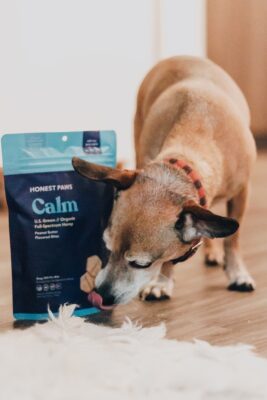 Dog eating CBD treat