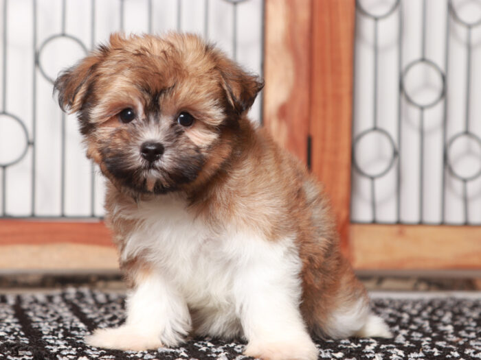 Honey - Loving ACA Female Havanese Puppy