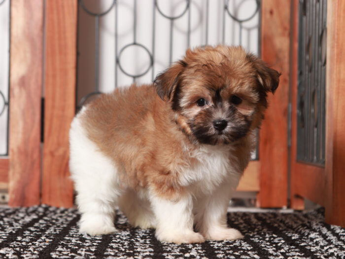 Honey - Loving ACA Female Havanese Puppy - Image 2