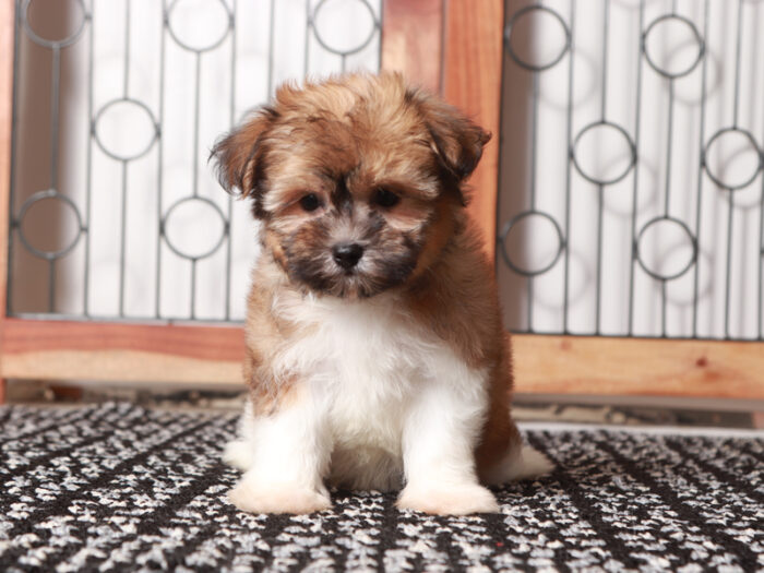 Honey - Loving ACA Female Havanese Puppy - Image 3