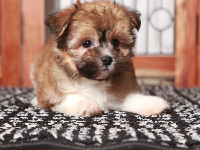 Honey - Loving ACA Female Havanese Puppy - Image 4