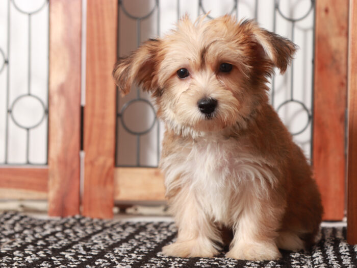 Hudson - Cuddly Male Yochon Puppy