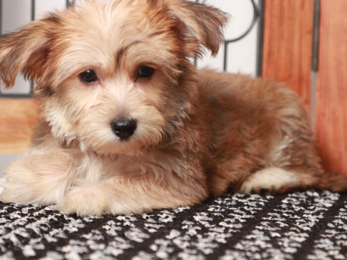 Hudson - Cuddly Male Yochon Puppy - Image 2