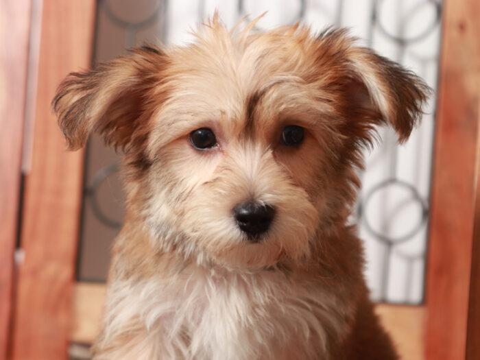 Hudson - Cuddly Male Yochon Puppy - Image 3