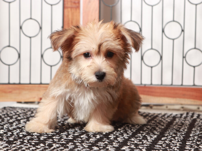 Hudson - Cuddly Male Yochon Puppy - Image 4