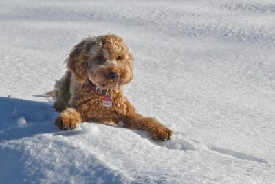 Brown Cockapoo sitting on the snow