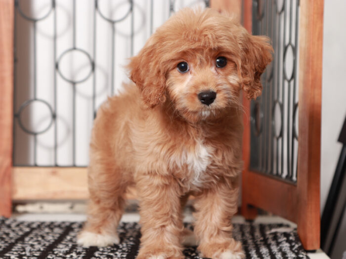 Iris - female Cavapoo Puppy For Sale