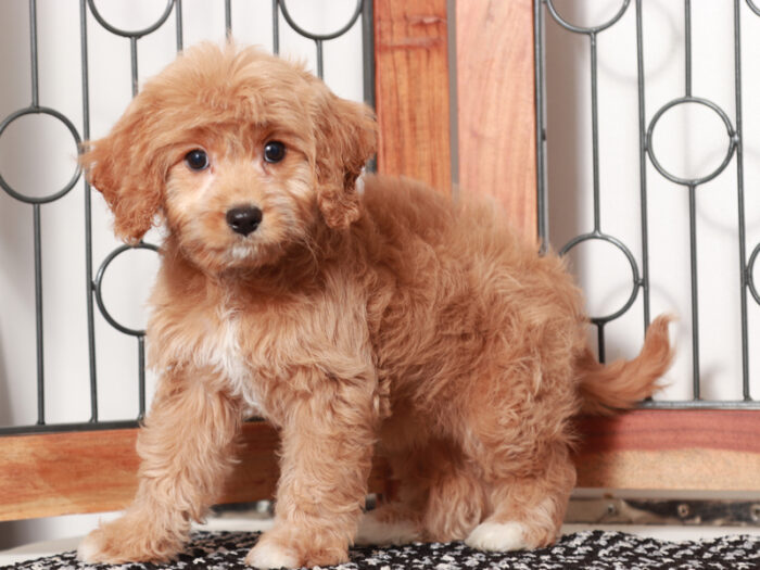 Iris - female Cavapoo Puppy For Sale - Image 2