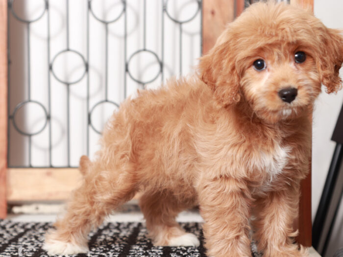 Iris - female Cavapoo Puppy For Sale - Image 3