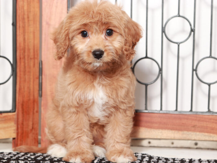 Iris - female Cavapoo Puppy For Sale - Image 4