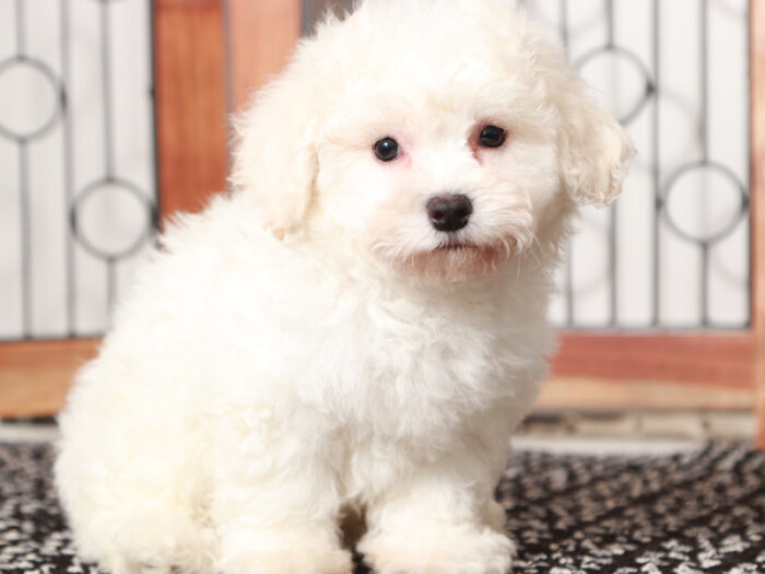 Jake - Cuddly Male Bichon Frise Puppy