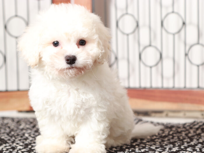 Jake - Cuddly Male Bichon Frise Puppy - Image 2