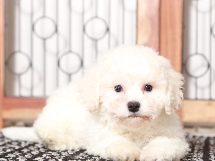 Jake - Cuddly Male Bichon Frise Puppy - Image 4