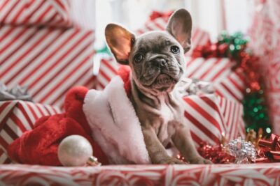 Christmas Pup