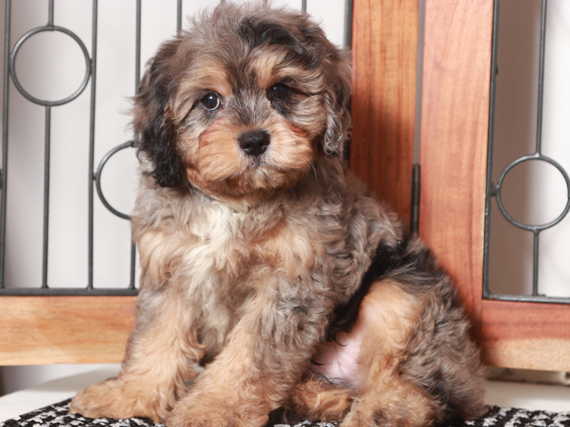 James - Male Merle Cavapoo Puppy For Sale - Florida Puppies Online