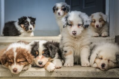 Australian Shepherd Puppies