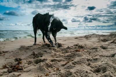 Dog digging in the beach