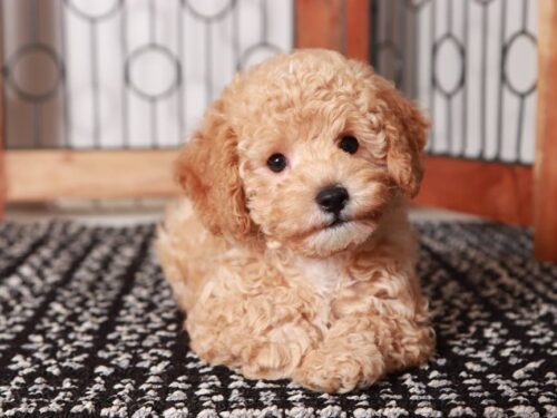 Toy poochon clearance puppies for sale