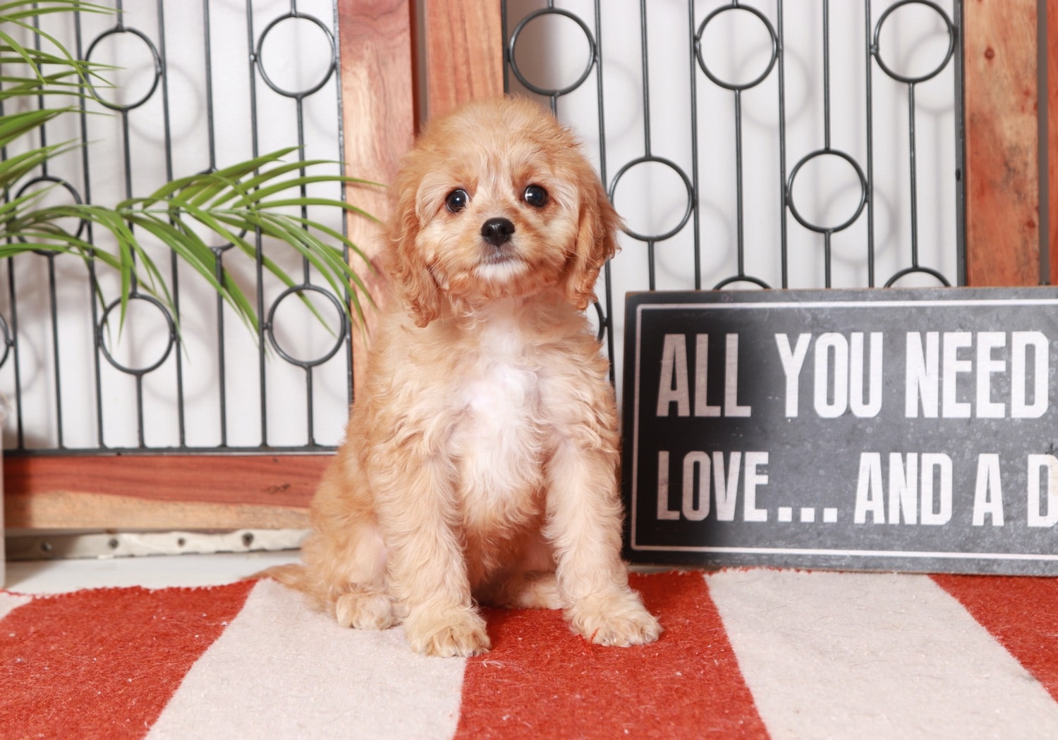 Java - Darling Little Female Cavapoo Puppy - Florida Puppies Online