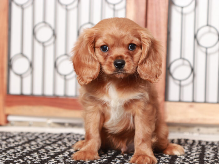 cavapoo