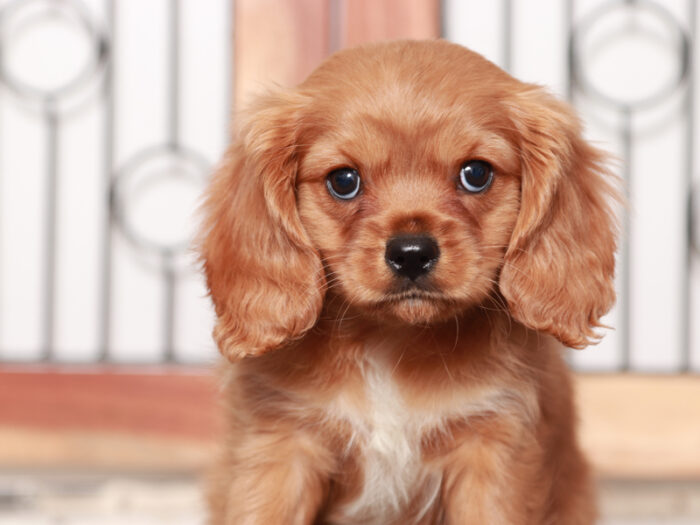 Jeffy - Fun Male F1B Cavapoo Puppy For Sale - Image 2