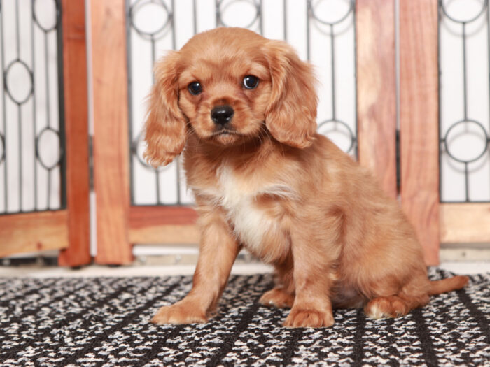 Jeffy - Fun Male F1B Cavapoo Puppy For Sale - Image 3