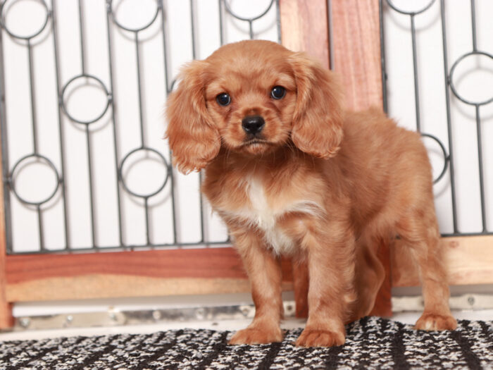 Jeffy - Fun Male F1B Cavapoo Puppy For Sale - Image 4