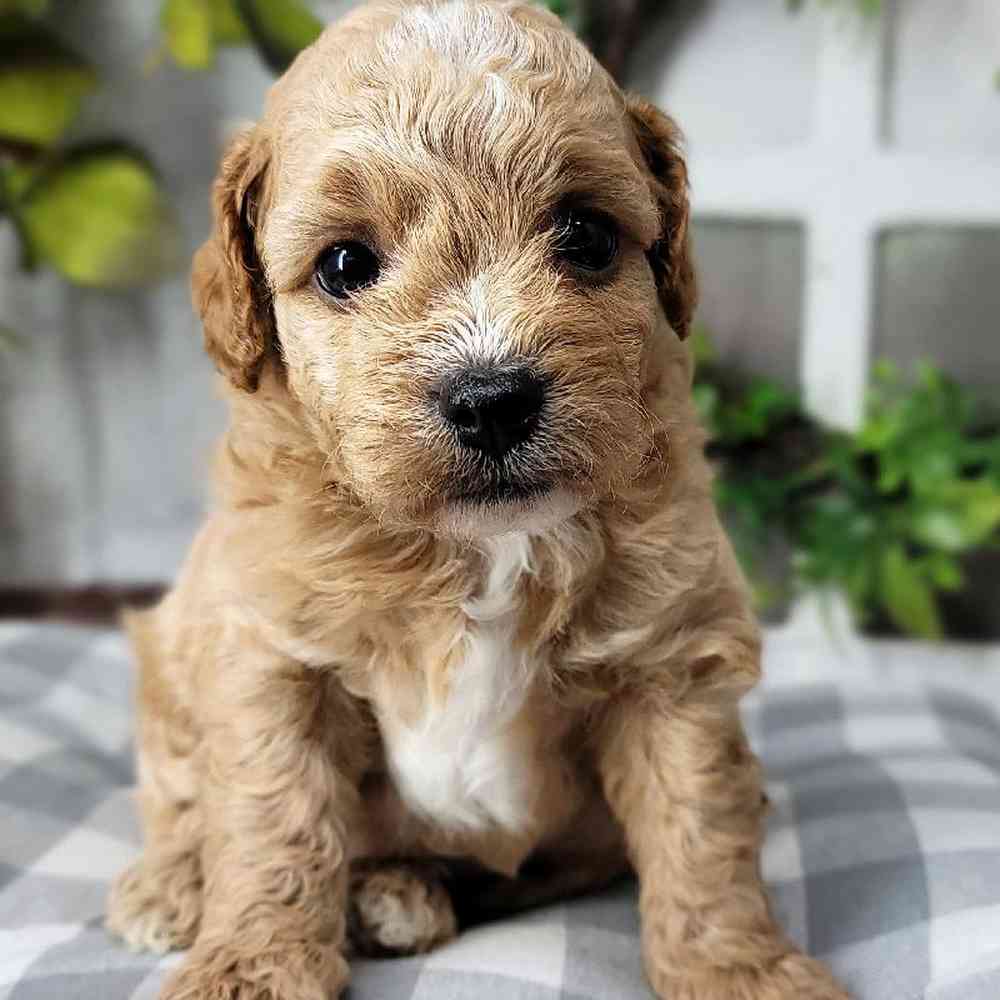 Jerry - Male F1B Cavapoo Puppy For Sale - Florida Puppies Online