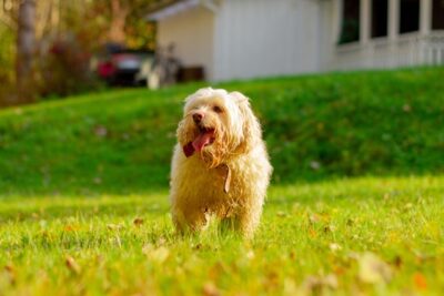 Happy Bichon Havanese in the backyard.