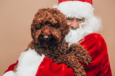Dog with Santa