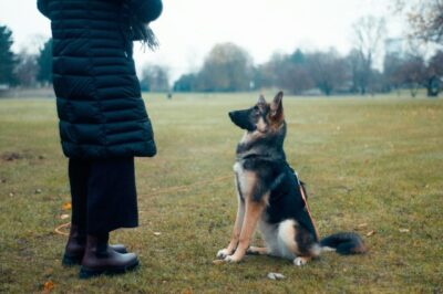 Person training a German Shepherd dog