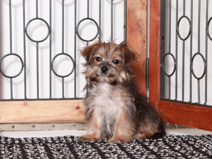 John - Playful Little Male Morkie Puppy - Image 2