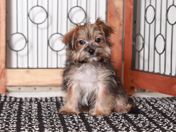 John - Playful Little Male Morkie Puppy - Image 5