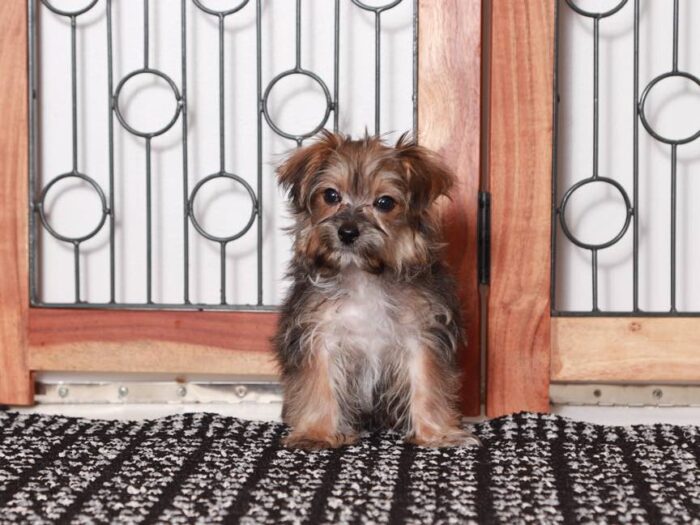 John - Playful Little Male Morkie Puppy