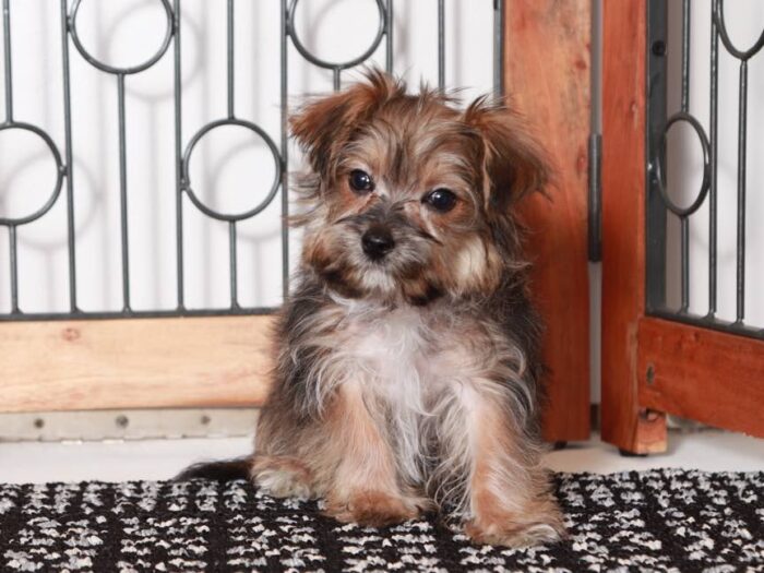 John - Playful Little Male Morkie Puppy - Image 3